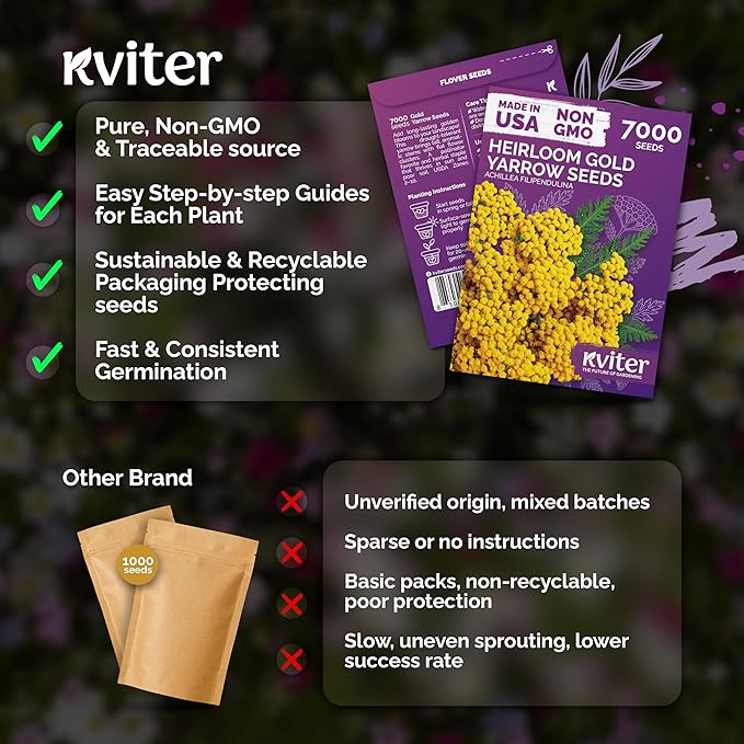 KVITER 7000 Gold Yarrow Seeds (Achillea Filipendulina) — Perennial Flower Seeds to Plant Outside, Heirloom & Organic — Native Wildflower Seed for Herb Garden, Beds, Containers & Meadows