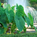 Chalily Green Taro, a Great Live Pond Plant for Your Water Garden. Great for koi and Goldfish Pond. Good for Bogs, Plant Shelf or Shallow Water This marginal Aquatic is a Real Beauty