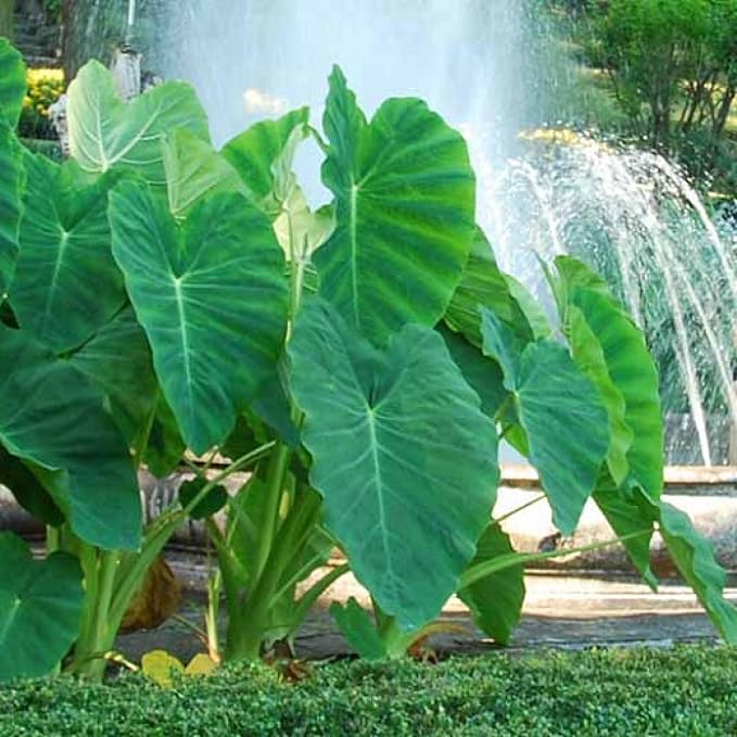 Chalily Green Taro, a Great Live Pond Plant for Your Water Garden. Great for koi and Goldfish Pond. Good for Bogs, Plant Shelf or Shallow Water This marginal Aquatic is a Real Beauty