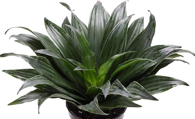 Thorsen's Greenhouse Low Light Houseplant Set, Easy Care Plants, Set of 3 Plants, Live Indoor Plants, 4" Diameter, Classic Pots (Brushed Silver)