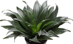 Thorsen's Greenhouse Low Light Houseplant Set, Easy Care Plants, Set of 3 Plants, Live Indoor Plants, 4" Diameter, Classic Pots (White)