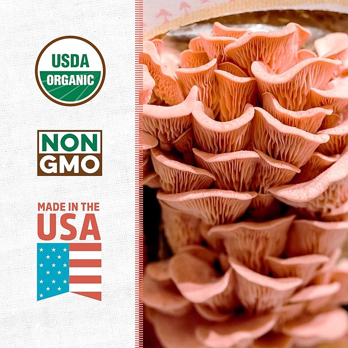 Back to the Roots Organic Pink Mushroom Grow Kit, Harvest Gourmet Mushrooms In 10 Days