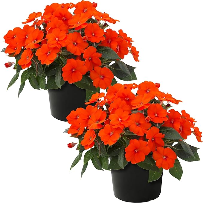 Live Flowering Sunpatiens - Orange (2 Plants Per Pack), Beautiful Annual Summer Color, 10" Tall by 6" Wide in 1 Quart Pot