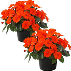 Live Flowering Sunpatiens - Orange (2 Plants Per Pack), Beautiful Annual Summer Color, 10" Tall by 6" Wide in 1 Quart Pot