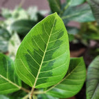 Ficus Altissima, Rare Rubber Tree Plant, Unique Live Plant Decor in 6" White Pot, Easy Plant Gift, Variegated Rubber Plant, Council Tree, Live Ficus Tree, Office & Decorative Plants by Plants for Pet