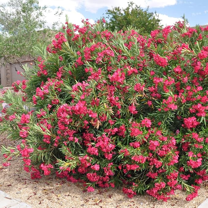 Hardy Oleander - Evergreen Flowering Landscape Plants (Austin Pretty Limits Oleander - 3 gal)