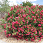 Hardy Oleander - Evergreen Flowering Landscape Plants (Austin Pretty Limits Oleander - 3 gal)