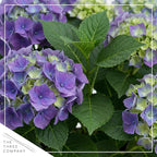 Live Flowering Hydrangea - Shades of Blue, 3+ Beautiful Blooms, 10" Tall by 5" Wide in 1 Quart Pot with Deco Cover
