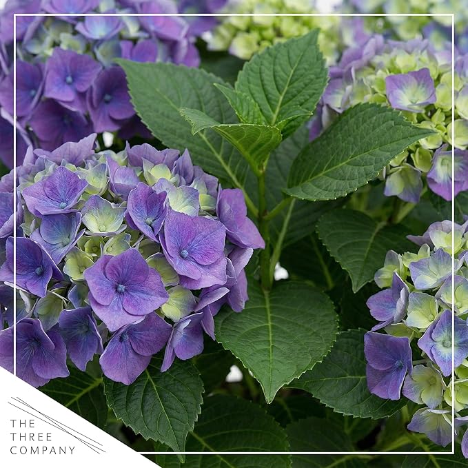 Live Flowering Hydrangea - Shades of Blue, 3+ Beautiful Blooms, 10" Tall by 5" Wide in 1 Quart Pot with Deco Cover