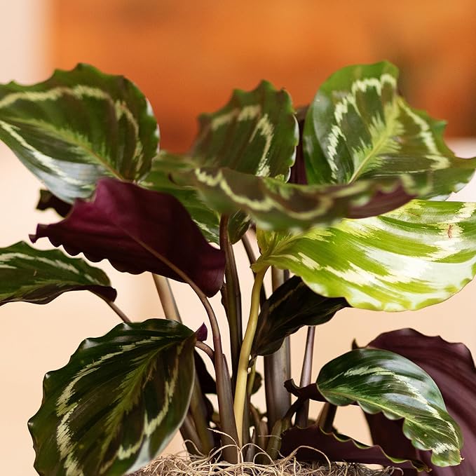 Plants for Pets Calathea Medallion, Pet Friendly Prayer Decor in 6" White Pot, Live Houseplant Gift, Cat Safe, Decorative Desk House Plants by Plants for Pets
