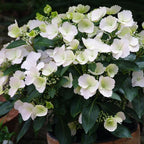 Proven Winners 2 Gal. Fairytrail Bride Hydrangea Shrub