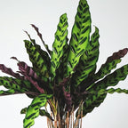 Plants for Pets Rattlesnake Plant Calathea (Lancifolia), Pet Friendly Prayer Decor in 6" White Pot, Live Houseplant Gift, Cat Safe, Decorative Desk House Plants by Plants for Pets