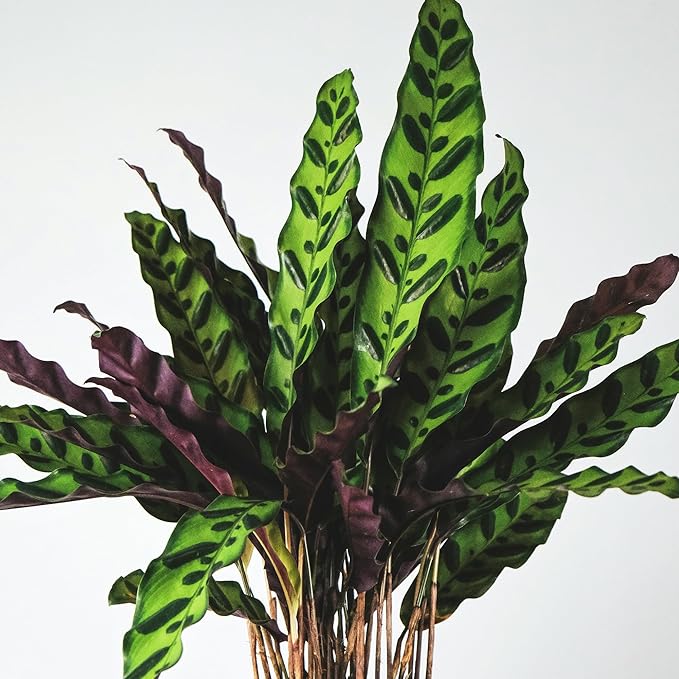 Plants for Pets Rattlesnake Plant Calathea (Lancifolia), Pet Friendly Prayer Decor in 6" White Pot, Live Houseplant Gift, Cat Safe, Decorative Desk House Plants by Plants for Pets