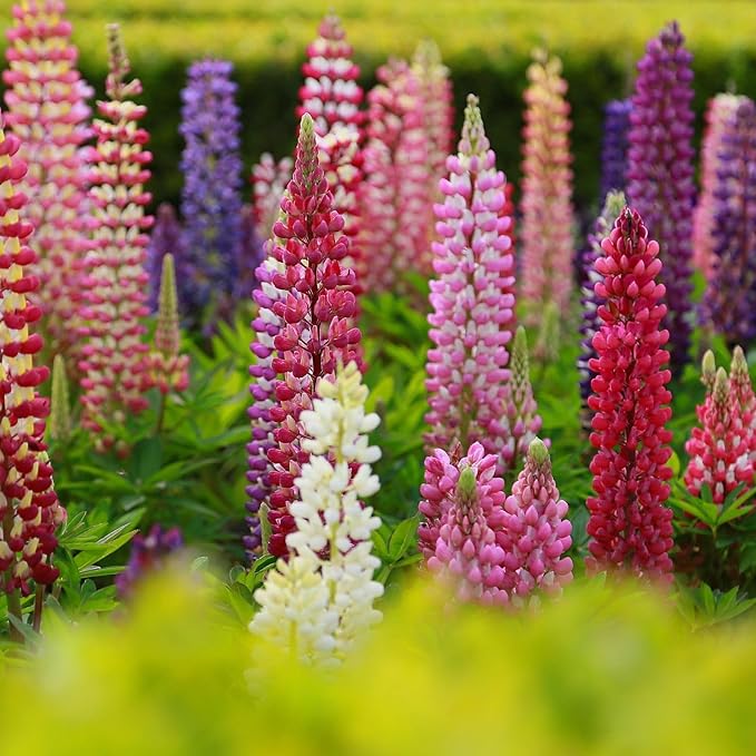 Clovers Garden Lupine Gallery Mix (Lupinus) Plants – Two (2) Live Plants – Non-GMO - Not Seeds - Each 4" to 8" Tall – in 4" Inch Pots – Perennial Flower