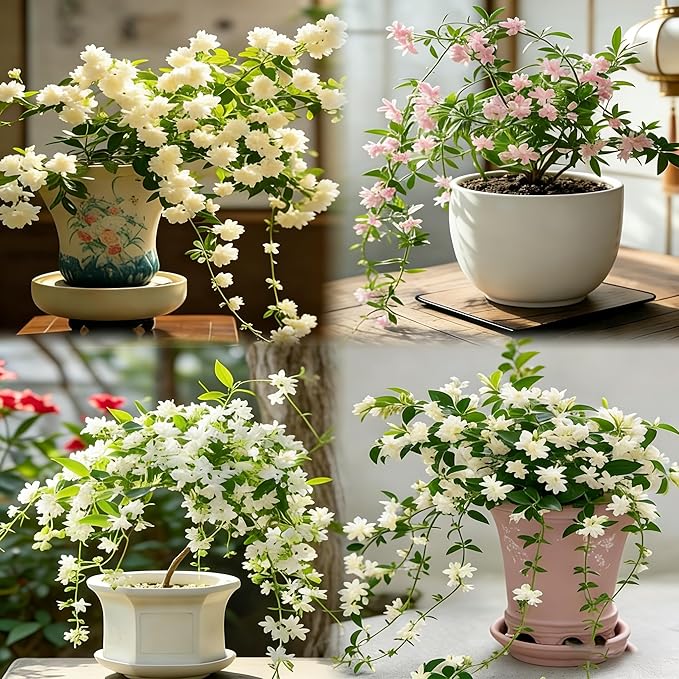 Climbing Jasmine Flower Seeds, 100 Fragrant Plant Seeds Non-GMO, Clerodendrum Seeds for Attracts Pollinators, Garden Home Garden Balcony Climbing Flower