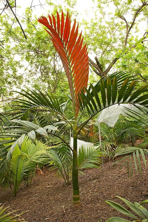Red Flame Palm - 5 Live Plants in 4 Inch Growers Pots - Chambeyronia Macrocarpa - Extremely Rare Ornamental Palms from Florida