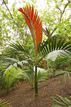 Red Flame Palm - Live Plant in a 4 Inch Growers Pot - Chambeyronia Macrocarpa - Extremely Rare Ornamental Palms from Florida