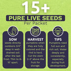 Organic Rainbow Blend Pumpkin Seeds – Two Seed Packets! Over 15 Open Pollinated Non-GMO Seeds – Sweet Yards Seed Co.