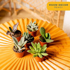 Costa Farms Mini Succulent Live Plants in Plastic Pot, Easy to Maintain Asssorted Indoor Succulents, Houseplants for Room Decor, House Warming or Birthday Gift, 2-3.5 Inches Tall, Pack of 6