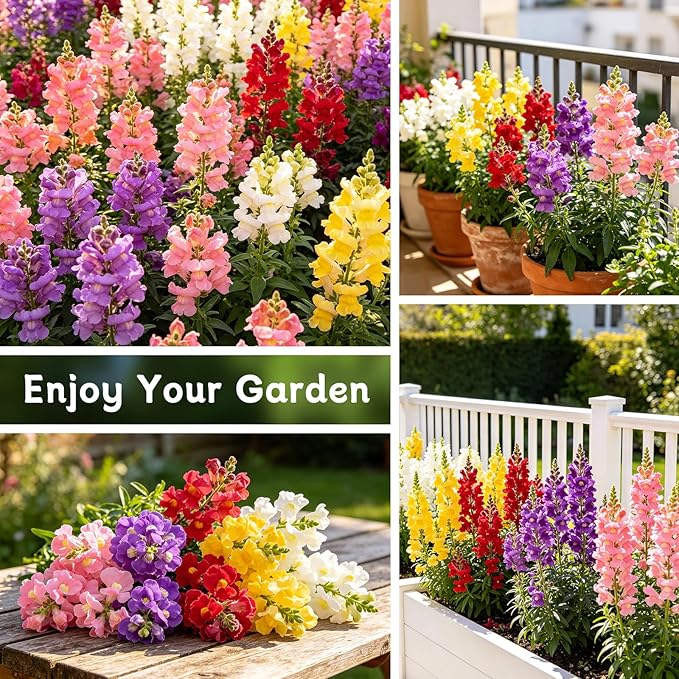 LUOJIBIE Snapdragon Seeds, 50,000+ Tetra Mix Snapdragon Seeds for Planting (Antirrhinum Majus) Fairy Bouquet Blend, Non-GMO Heirloom Annual Flower Garden Seeds Bulk for Outdoor & Indoor
