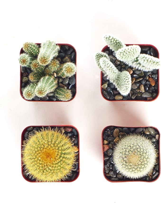 Shop Succulents | Cool Cactus Collection of Live Succulent Plants, Hand Selected Variety Pack of Cacti | Collection of 4