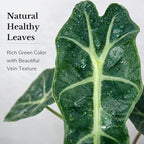 Alocasia Polly Variegated Live Plant – Rare Variegata Elephant Ear with Striking Green and White Leaves – Rooted Indoor Tropical Live Houseplant for Home, Office, Garden & Gift (Heat Pack Included)
