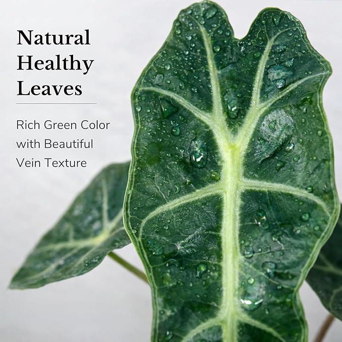 Alocasia Polly Variegated Live Plant – Rare Variegata Elephant Ear with Striking Green and White Leaves – Rooted Indoor Tropical Live Houseplant for Home, Office, Garden & Gift (Heat Pack Included)