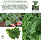 White Russian Kale Seeds (Brassica Napus) – 1000+ Heirloom Non GMO Seeds by Isla’s Garden Seeds, Tender Mild Leaves, Cold Hardy Cool-Season Green, Easy Home Garden Variety, Small & Fun Gift Idea