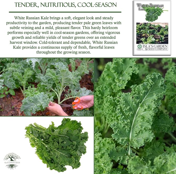 White Russian Kale Seeds (Brassica Napus) – 1000+ Heirloom Non GMO Seeds by Isla’s Garden Seeds, Tender Mild Leaves, Cold Hardy Cool-Season Green, Easy Home Garden Variety, Small & Fun Gift Idea