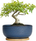 Bonsai Pots - 8 Inch Ceramic Pots for Succulent Plants & Bonsai Tree, Planter with Drainage Hole and Saucer, Modern Round Decorative Flower Planters, House Decor, Gifts for Women Man, Blue