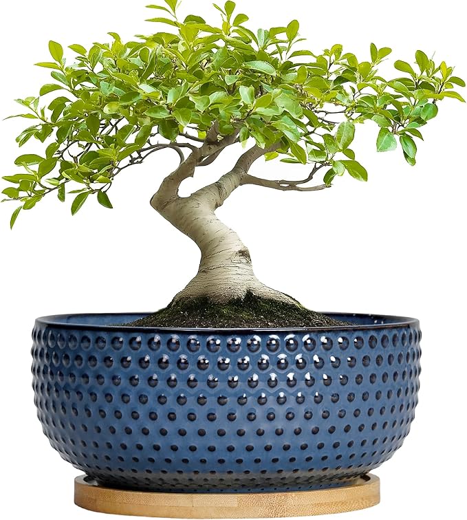 Bonsai Pots - 8 Inch Ceramic Pots for Succulent Plants & Bonsai Tree, Planter with Drainage Hole and Saucer, Modern Round Decorative Flower Planters, House Decor, Gifts for Women Man, Blue