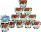 BUZZY Seeds Mini Terracotta Pots 12-Pack Daydream Forget-Me-Not Flowers, All-in-One Seed Starter Kits, Indoor Outdoor Gardening Gift, Wedding Favors, Seeds for Planting Flowers
