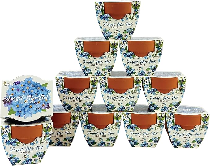 BUZZY Seeds Mini Terracotta Pots 12-Pack Daydream Forget-Me-Not Flowers, All-in-One Seed Starter Kits, Indoor Outdoor Gardening Gift, Wedding Favors, Seeds for Planting Flowers