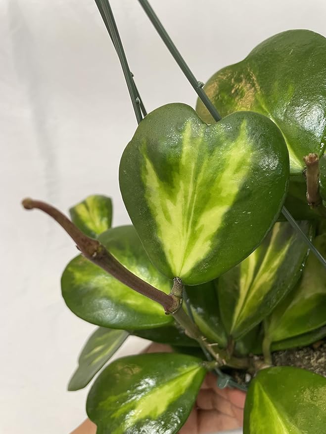 Inner Variegated Hoya Kerrii - Hoya Plants Live Houseplant - Live Hoya Plant - Rverse Variegated Hoya Kerrii - Air Purifying Houseplants(4-6 Leaves Plant, 4" Pot)