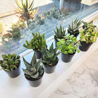 Altman Plants, Live Succulents Plants Live Window Plants (8PK), Live Indoor Plants Live Houseplants, Live Plants Indoor Cactus Plants Live, Succulent Plants House Plants Indoors Live in Succulent Soil