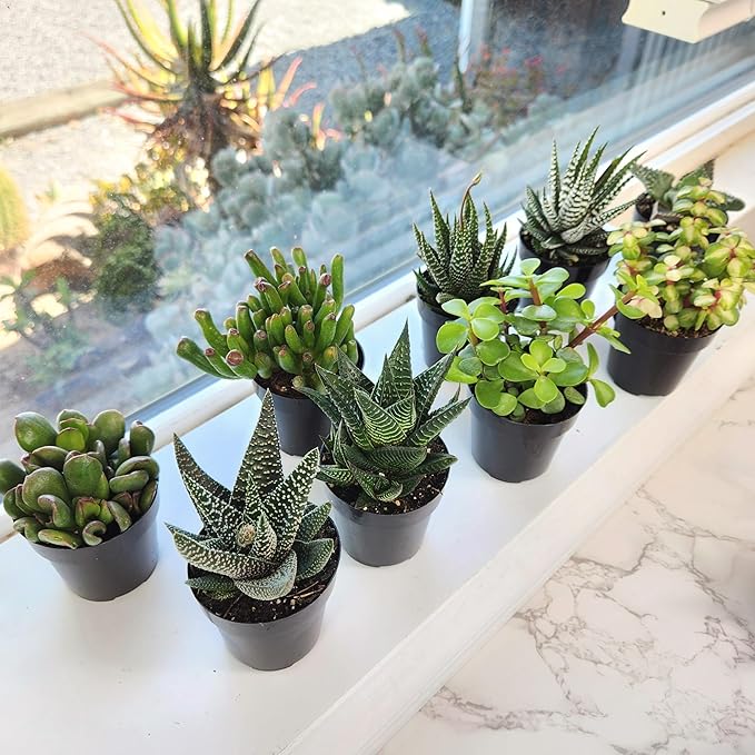 Altman Plants, Live Succulents Plants Live Window Plants (8PK), Live Indoor Plants Live Houseplants, Live Plants Indoor Cactus Plants Live, Succulent Plants House Plants Indoors Live in Succulent Soil