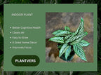 PLANTVERS Live Calathea Plant – Easy Care & Low Maintenance Tropical Houseplant – Air Purifying Indoor Plant for Low Light & Home Décor (Calathea Vittata 4" Grow Pot, 4" Grow Pot)