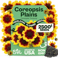 SVI 2500 Plains Coreopsis Seeds (Coreopsis Tinctoria) - Golden Tickseed, Yellow-Red Blooms, Annual Wildflowers, Heirloom Seed in Seed Packets - Flower Seeds for Outdoor Garden, Meadows, Flowers Beds