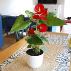 Altman Plants Red Anthurium Live Plant Decor in 6 Inch White Plastic Plant Pot, Easy to Grow Desk Plant, Easy Plant Gift, Decorative Indoor Plant, Live Anthuriums Live Plants Grown in Potting Soil Mix