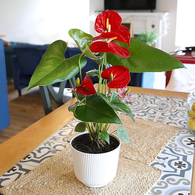 Altman Plants Red Anthurium Live Plant Decor in 6 Inch White Plastic Plant Pot, Easy to Grow Desk Plant, Easy Plant Gift, Decorative Indoor Plant, Live Anthuriums Live Plants Grown in Potting Soil Mix