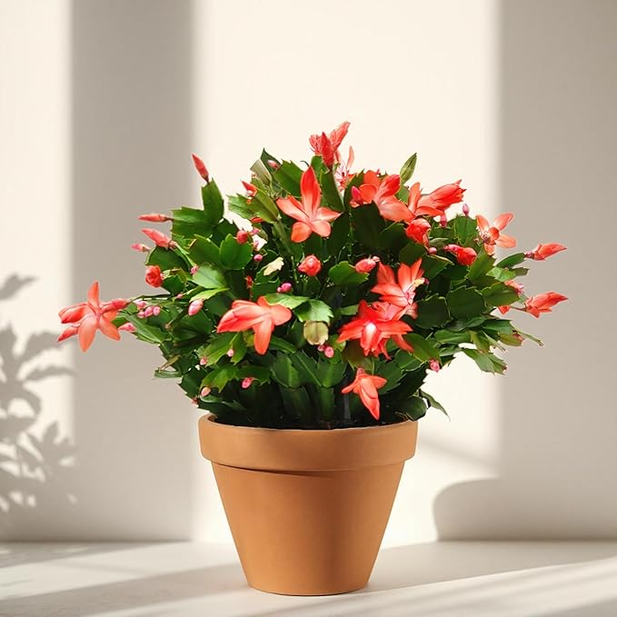 Thanksgiving Cactus, Coral Seasonal Blooms, Live Indoor Plant, Flowering Houseplant, Christmas Cactus, 8-Inch Hanging Basket, Holiday Decor, Pet Safe, Free Heat Pack