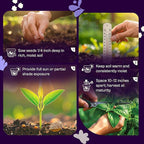 SVI 350 Red Shiso Seeds (Perilla frutescens) – Japanese Shiso Purple Perilla Seed Packets, Aromatic Leaves – Japanese Heirloom Herb Seeds for Outdoor & Indoor Herb Garden