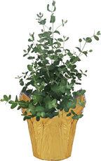 Live Aromatic and Healthy Herb - Eucalyptus, Improves Air Quality, Wrapped in Deco Cover, 14" Tall by 6" Wide in 1.25 Quart Pot