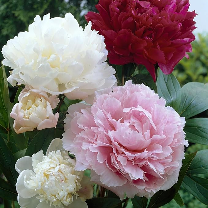 Rare Peony Seeds for Planting - 100+ Peony Seeds Heirloom Seeds Beautiful Flower Seeds Home Garden Bonsai