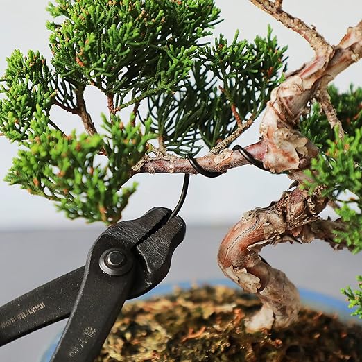 Wazakura 150 gr Black Anodized Aluminum Bonsai Training Wire Made in Japan (6 mm, Black)