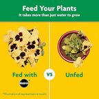Miracle-Gro Water Soluble All Purpose Plant Food - Fertilizer For All Indoor or Outdoor Plants including Roses, Flowers, Vegetables, Houseplants, Trees, and Shrubs, 1.5 lbs.