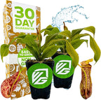 St. Gaya Pitcher Plant - Carnivorous Nepenthes by Wellspring Gardens - Unique Pitchers, Easy-Care, Indoor Plant, Striking Housplant - Fascinating Carnivorous - Starter Aquatic Plant (2-Pack)