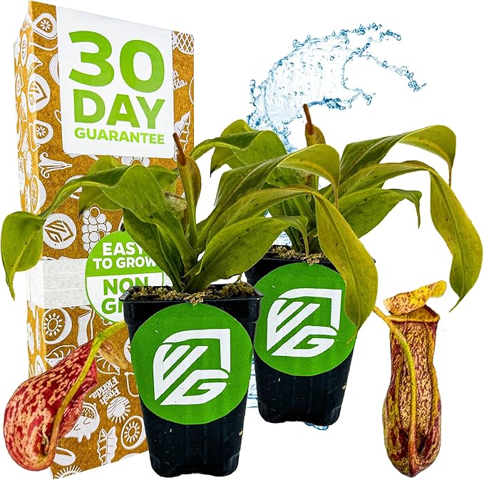 St. Gaya Pitcher Plant - Carnivorous Nepenthes by Wellspring Gardens - Unique Pitchers, Easy-Care, Indoor Plant, Striking Housplant - Fascinating Carnivorous - Starter Aquatic Plant (2-Pack)