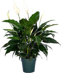 Peace Lily Plant-Friendship Foliage's Family Farm Grown Quality Live Indoor Spathiphyllum (6" Pot)