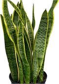 RedCrocus Variegated Snake Plant Sansevieria trifasciata Laurentii Indoor Plant- Easy Care, Low Maintenance, Air Purifying, Pet-Friendly (Toxic if Ingested) 6" Pot